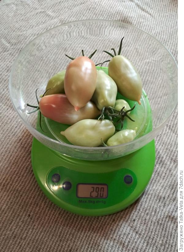Плоды с левого куста на весах.