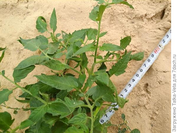 12.09.2018 (уборка кустов)