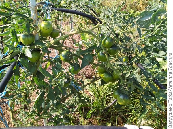 05.09.2018 (открытый грунт)