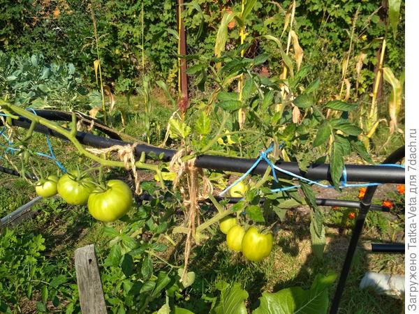 05.09.2018 (открытый грунт)