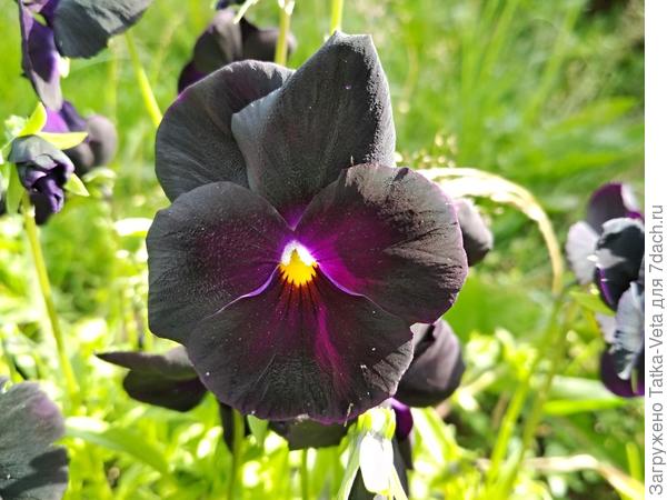 В июле разрослись и цветов стало больше.