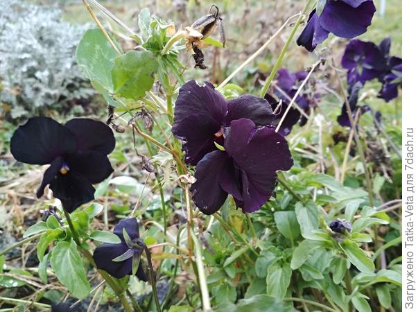 Фото от 04.11.2018