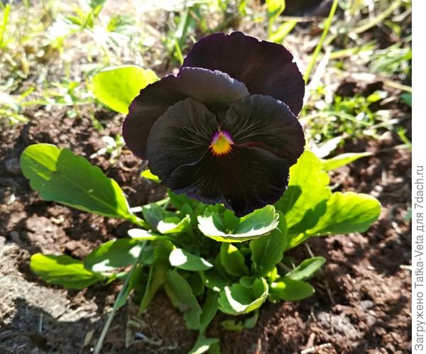 Начало цветения. Фото от 03.06.2018