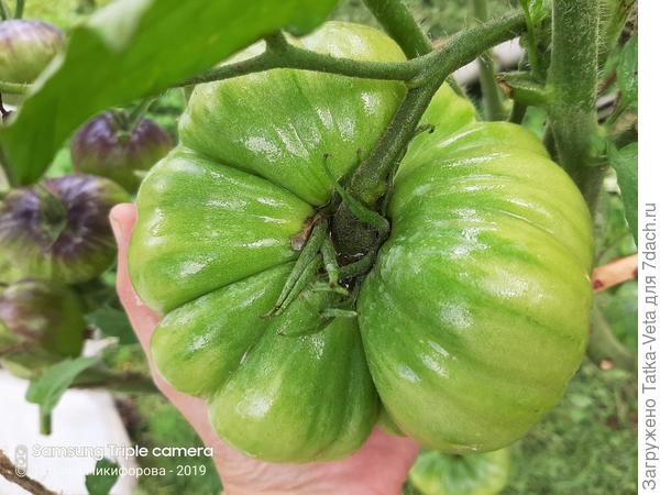 Астраханец в Подмосковье в открытом грунте.