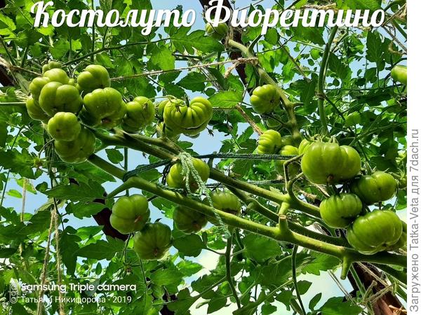 Костолуто Фиорентино (Италия)
