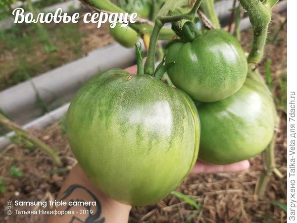 Воловье сердце