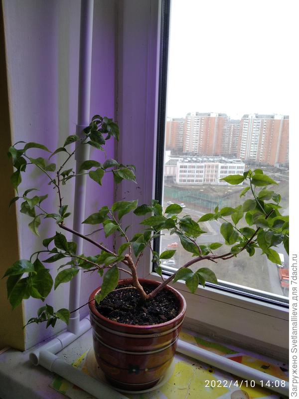 Это ожившая розовая бугенвиллия Александра. Красавица моя, растет, кустик уже вполне приличный.