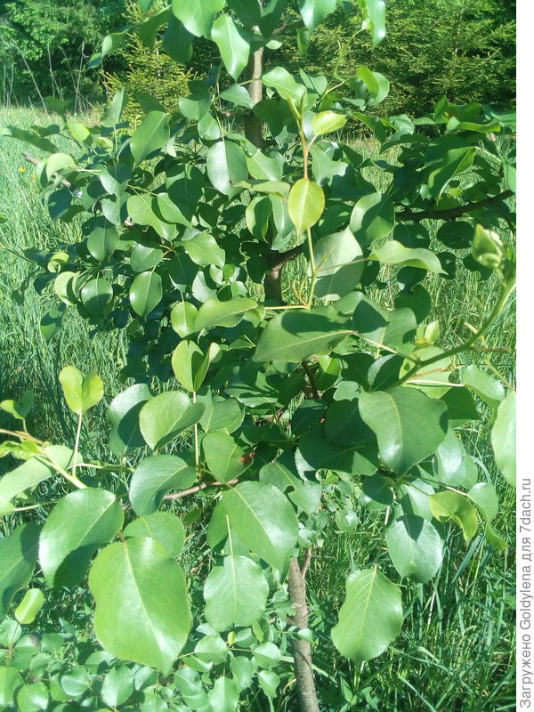 листочки дерева 2