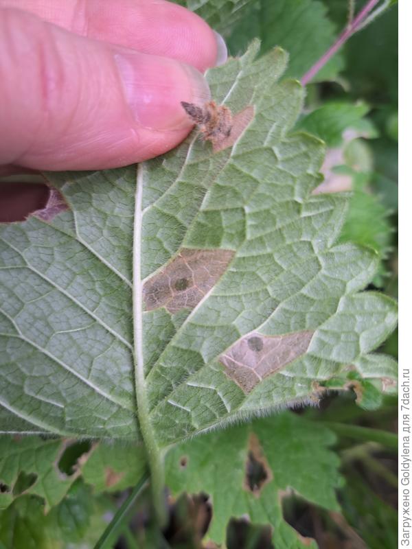 начало поражения - изнанка