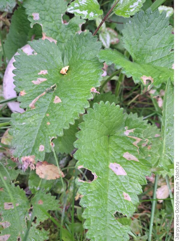 начало поражения