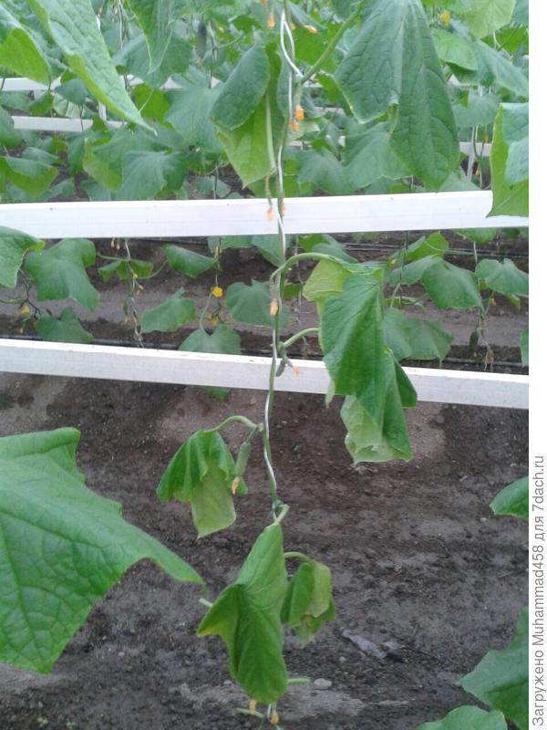 Здравствуйте, это куст у меня увядает что ей не хватает, почему так происходит?