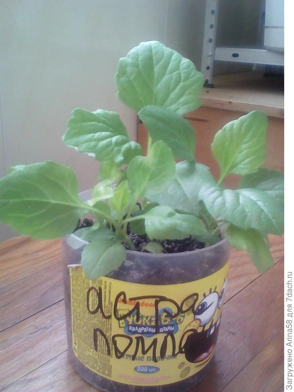 Посадила 3.03 через неделю взошли