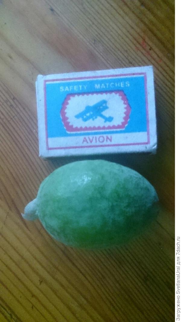 Домашний урожай