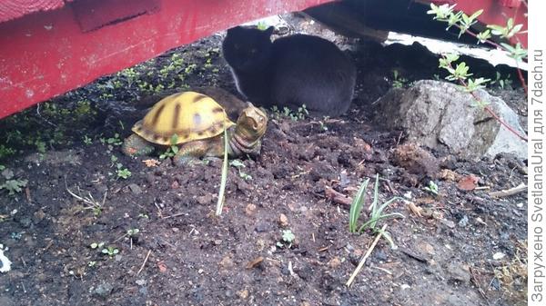 Любимое место отдыха в жару.Ну и игра в прятки с собакой.