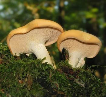 Ежовиковые