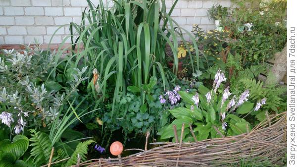Теневой цветник