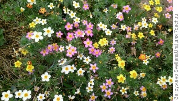 Лептосифон Бисер.