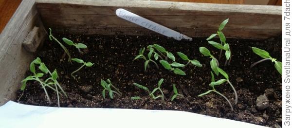 Знаменитое Бычье Сердце.