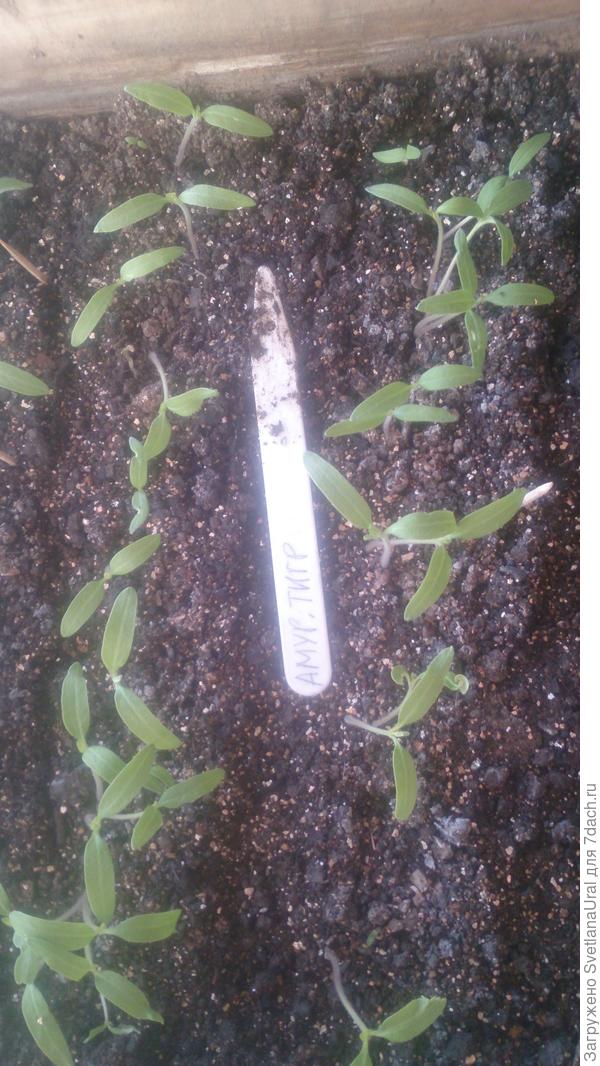 Амурский тигр