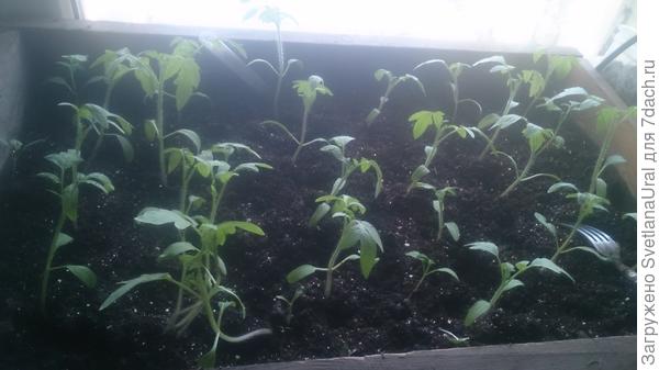 Амурский тигр.