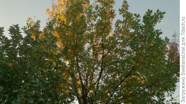 Яблоня,дуб,груша