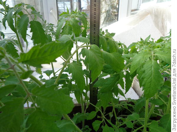 Рост рассады.