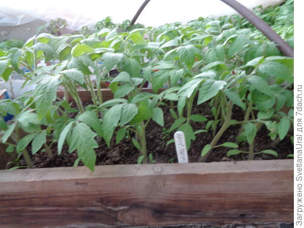 Амурский тигр 3.04.18