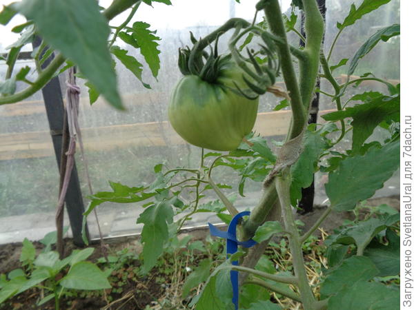 Плод Сокровище инков