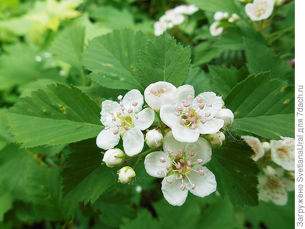 Боярышник сочный