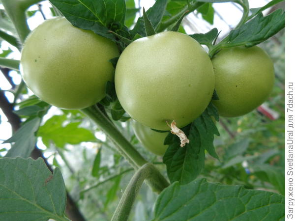 Плоды