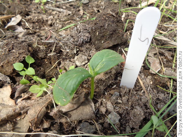 Великолепная пятерка F1