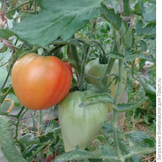 Царское искушение от Партнера спеет.