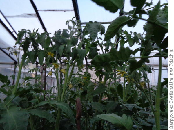 Цветение Амурского тигра.