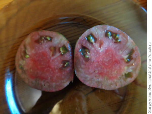 Плод в разрезе