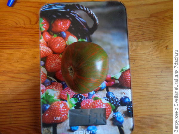 Амурский тигр