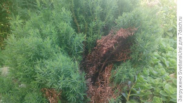 Вот, Светлана,мой можжевельник.Похож?