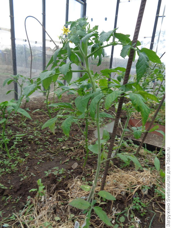 Цветущий куст