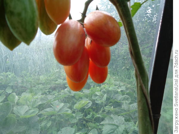 Кисть Коти F I