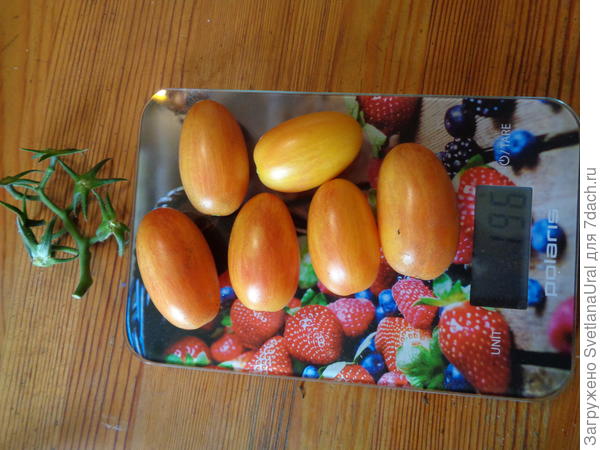 Одни помидорчики