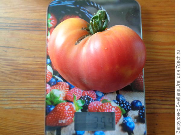 Плод