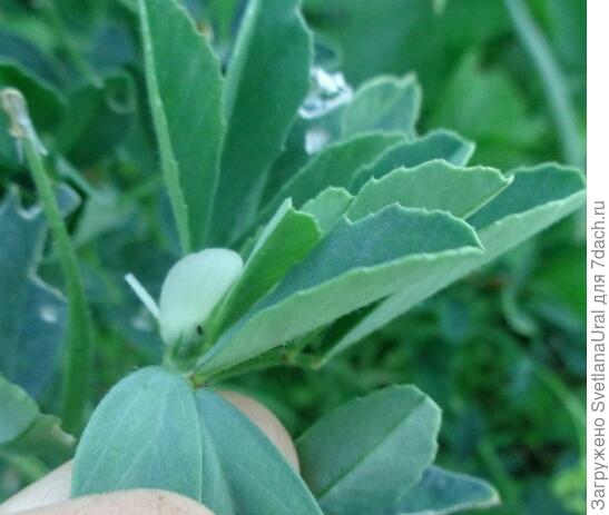 Белые цветочки