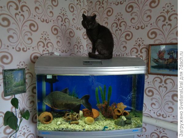 Новый аквариум.