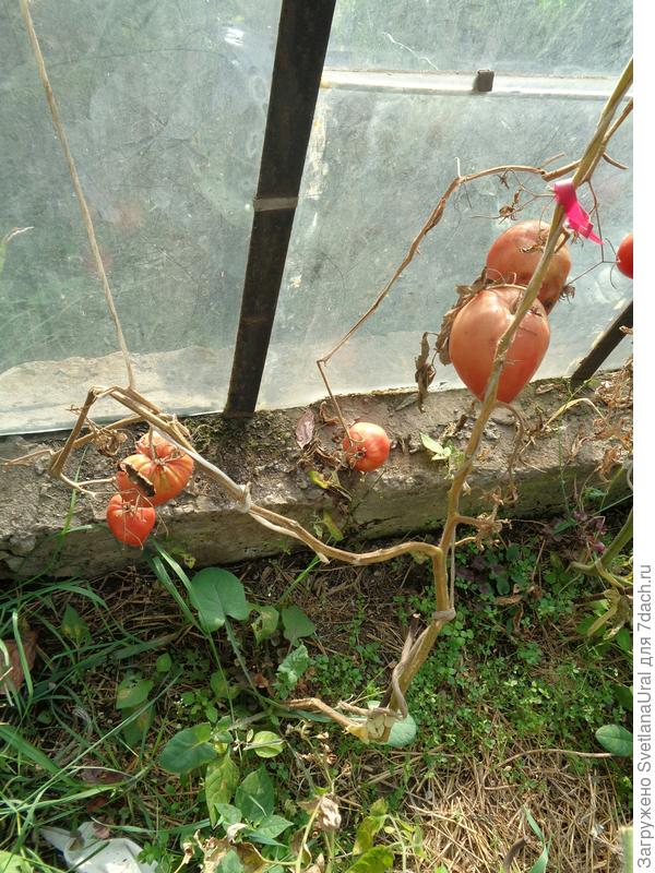 Куст с томатами