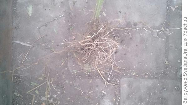 Медовый гигант