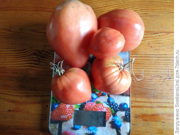 Последние плоды