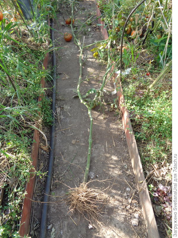 Куст Амурского тигра