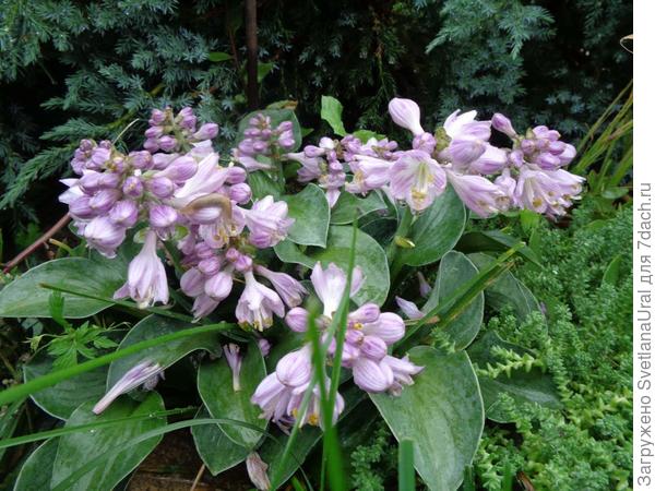 А это моя хоста в этом году.