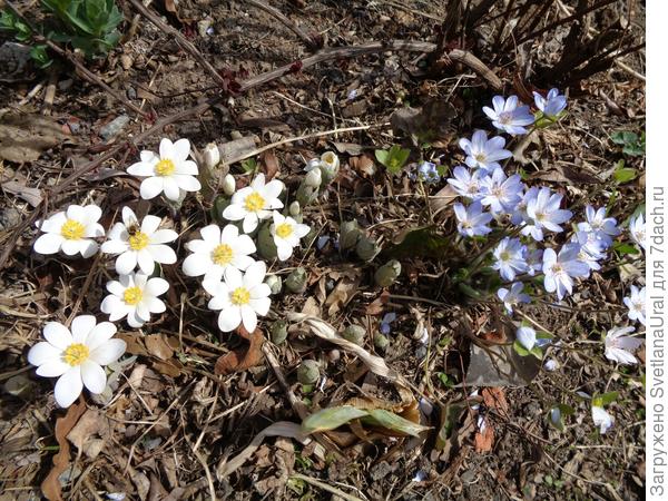 Справа печеночнца.