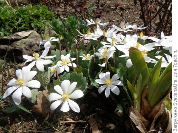 Сангвинария