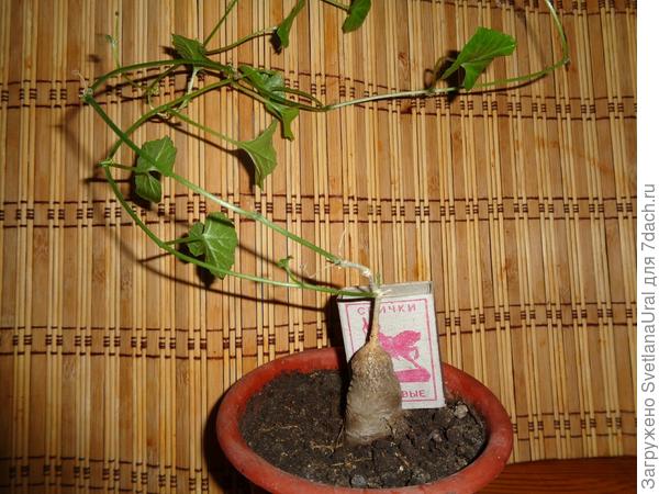 Помогите пожалуйста определить название растения.